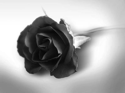 Rosa nera