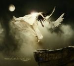 Donna anima