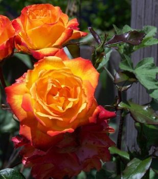 Una rosa a primavera
