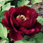 Peonia