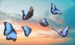 Natura - Natura