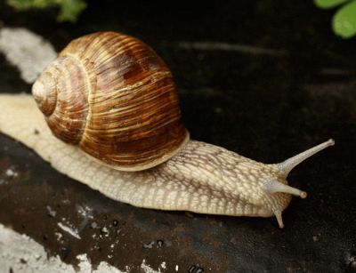 A passo di lumaca