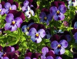I segreti delle viole