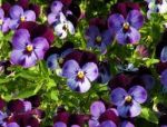 I segreti delle viole