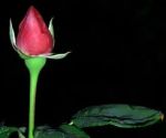 Non han profumo i fiori
