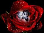 Morir d'amore
