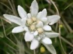 Stella Alpina