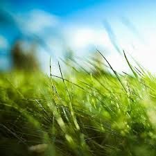 L'emozione è un filo d'erba