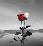 Tra vita e poesia