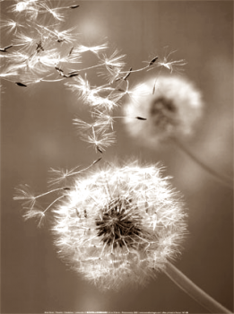 Crescer nei tuoi sogni