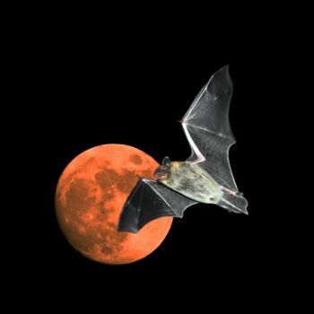 La notte dei pipistrelli