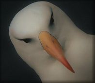 Diomedea