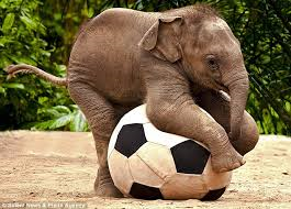L'elefante