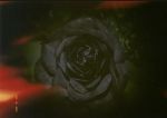 Fiore scuro