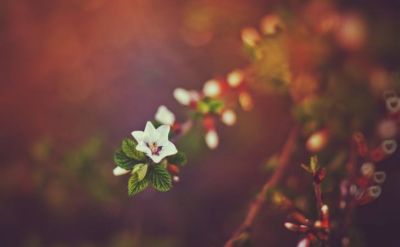Una nuova primavera