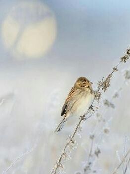 'A voce