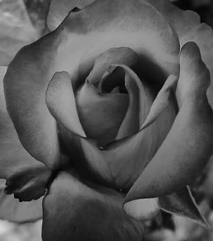 Petali dinchiostro