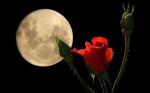 Il vento dell'amore