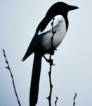 Paura