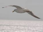 Rondine in volo