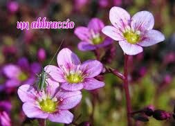 Un abbraccio
