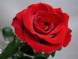 Fiore