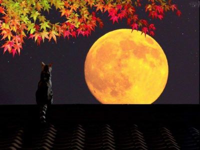 Sfumature d'autunno