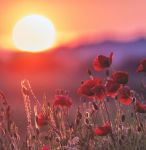 Il sole riposa