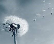 Nu susc e viento