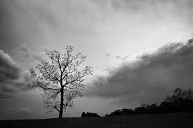 L'albero della morte