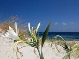 Candido giglio