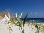 Candido giglio