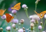 Dolce autunno