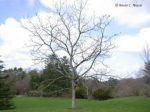 Lalbero