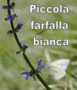 Piccola farfalla bianca