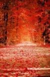 Foglie rosse