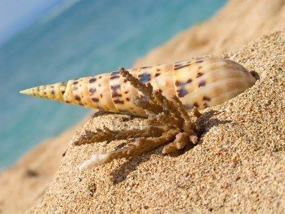 Granelli di sabbia