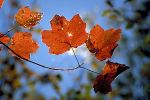 Autunno e... dintorni