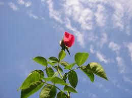Il germe di una rosa