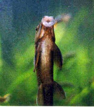 Il Pesce pulivetro
