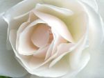 La rosa bianca