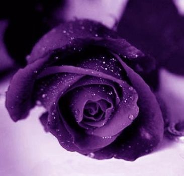 Notte viola