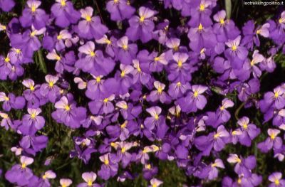 Profumo di viole