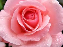 Una rosa per te