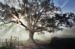 L'albero