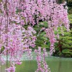 Cascate di fiori