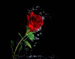 Rosa dautunno
