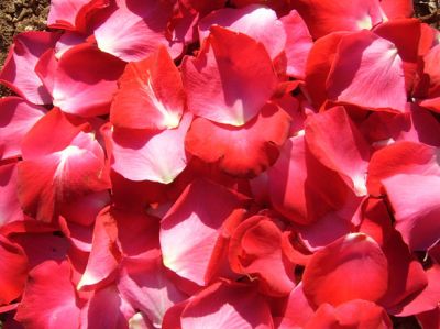 Letto di rose