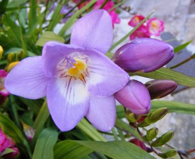 Un fiore di poesia