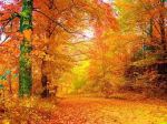 Foglie gialle dautunno